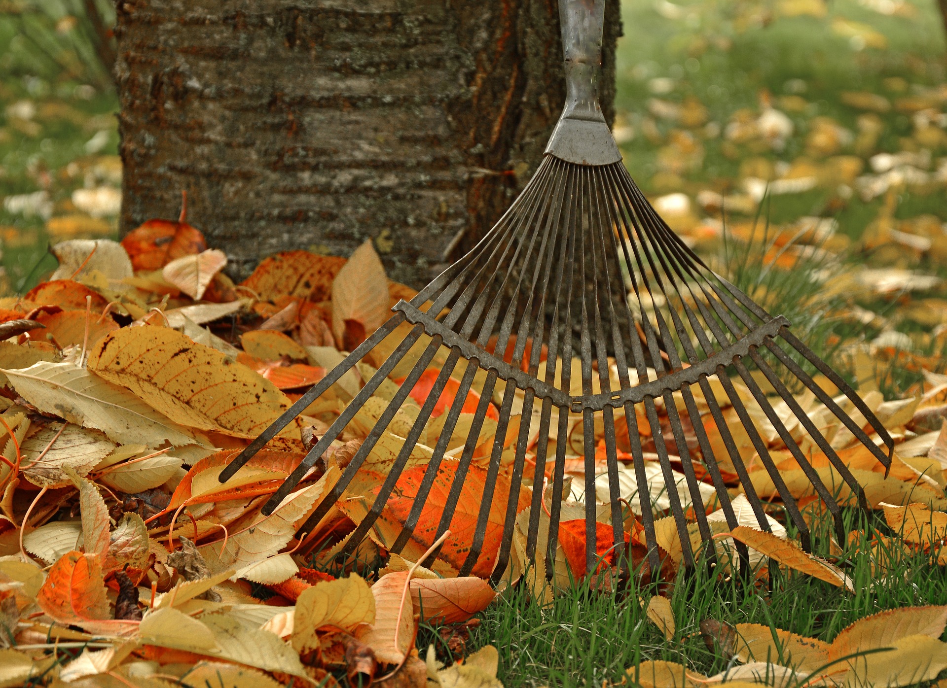 Gardening Rake Gardening raking leaves