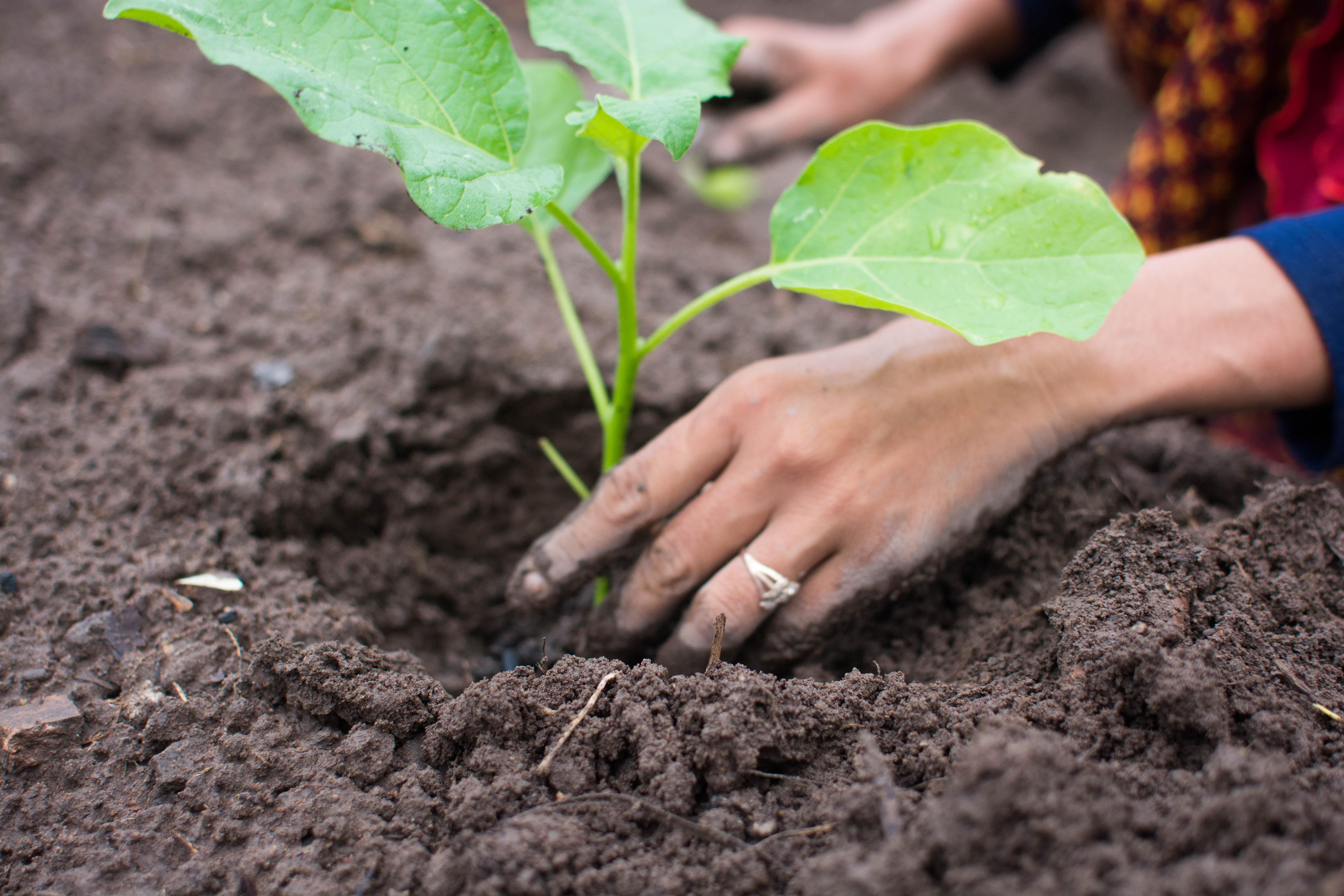 Gardening hands Gardening hands