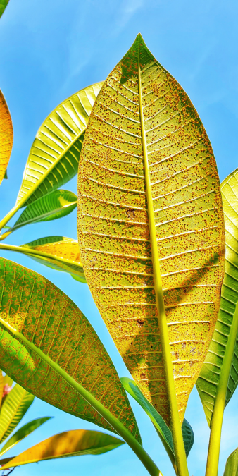 Frangipani rust